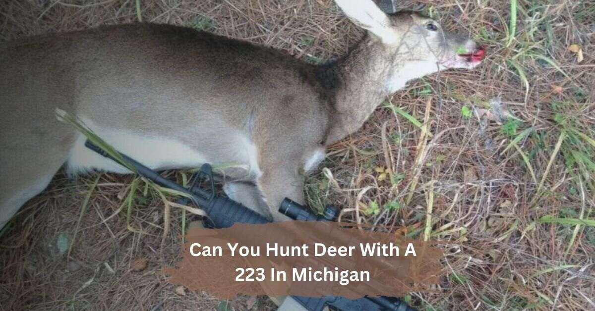 Are Campanula Deer Can You Hunt Deer With A 223 In Michigan