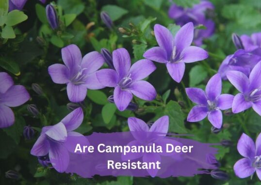 Are Campanula Deer Resistant