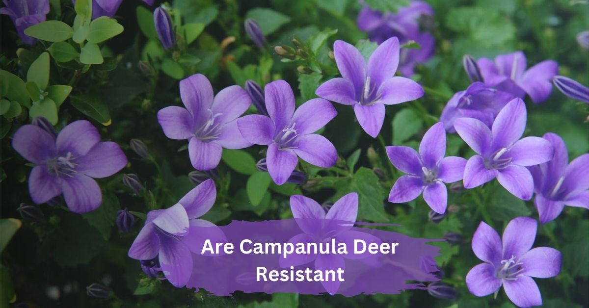 Are Campanula Deer Resistant