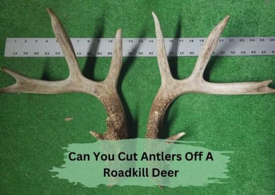 Can You Cut Antlers Off A Roadkill Deer