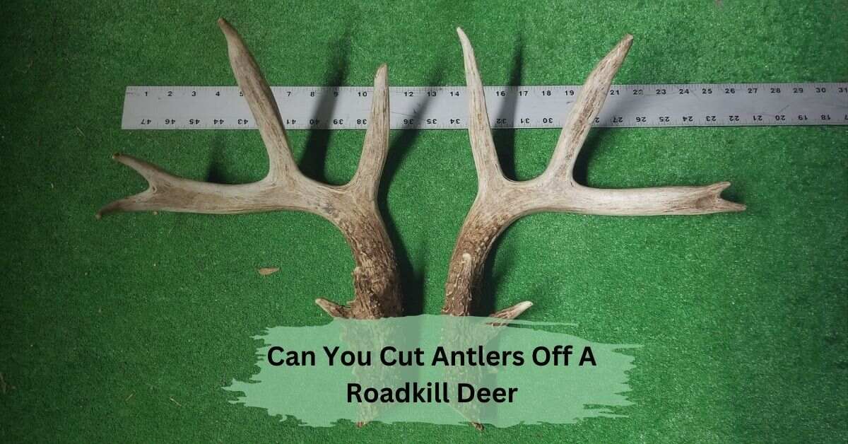 Can You Cut Antlers Off A Roadkill Deer