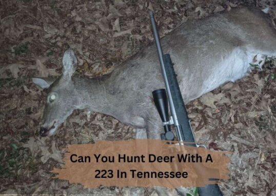 Can You Hunt Deer With A 223 In Tennessee