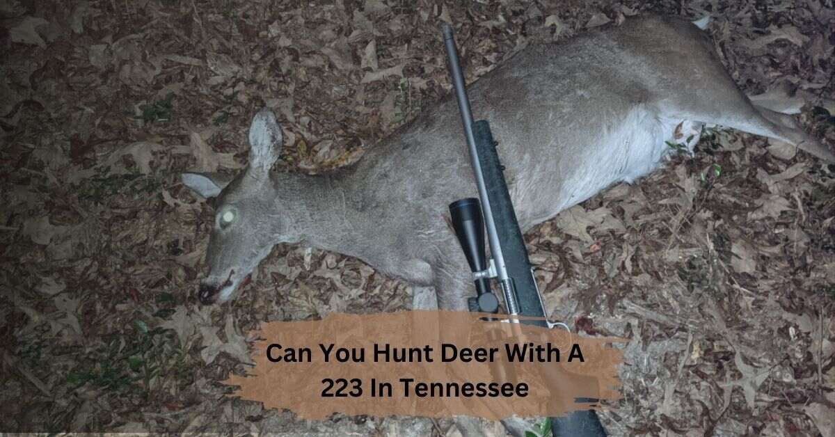 Can You Hunt Deer With A 223 In Tennessee