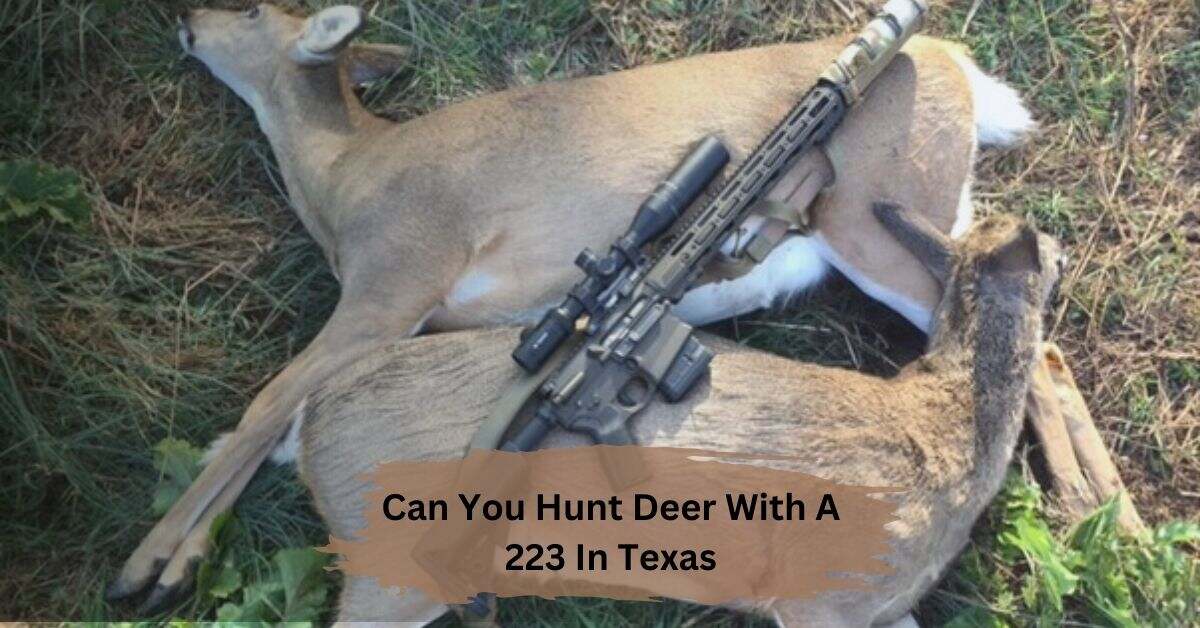 Can You Hunt Deer With A 223 In Texas