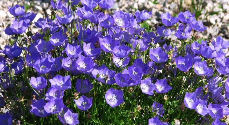 Deer Resistance In Campanula