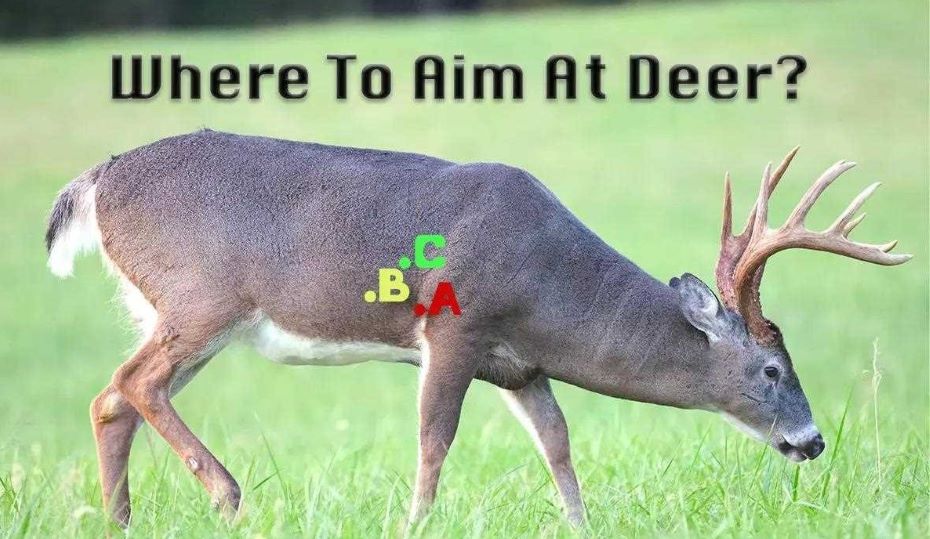 Deer hunting tips  With A 223