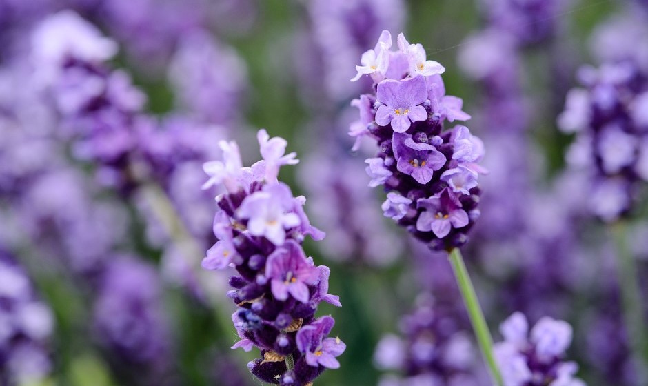 Lavender plant