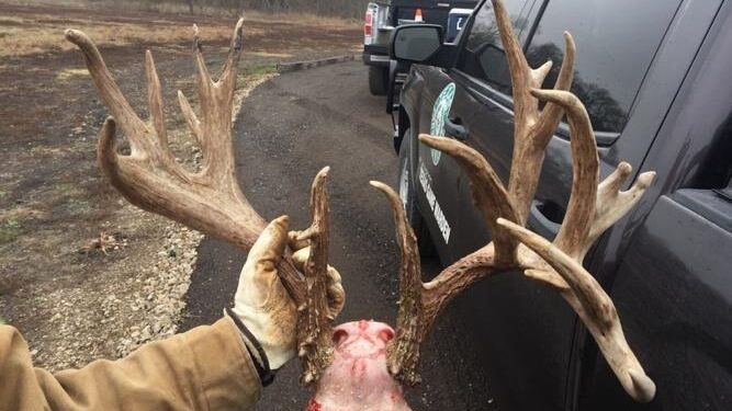 cut the antlers of a deer