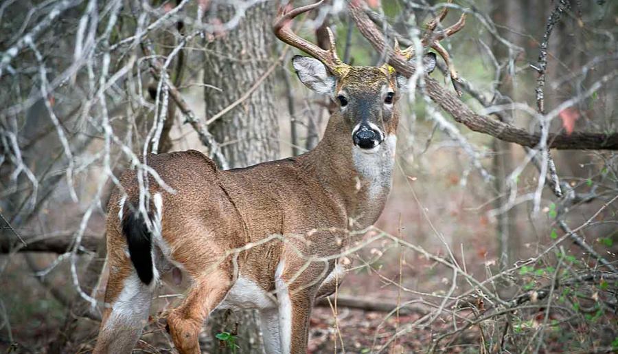 legality of deer hunting in texas