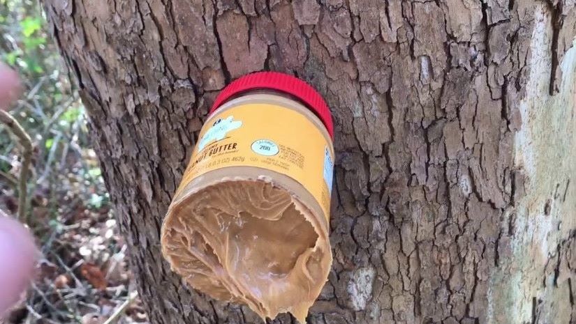 Apply The Peanut Butter On A Tree