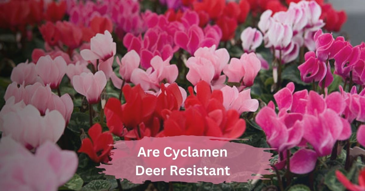 Are Cyclamen Deer Resistant