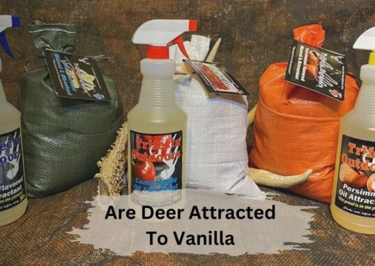 Are Deer Attracted To Vanilla