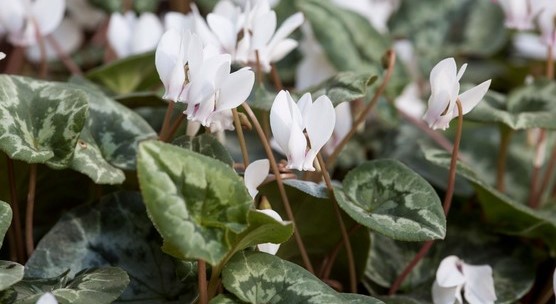 Cyclamen hederifolium