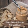 Does Peanut Butter Attract Deer