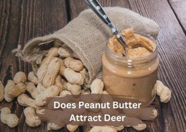 Does Peanut Butter Attract Deer