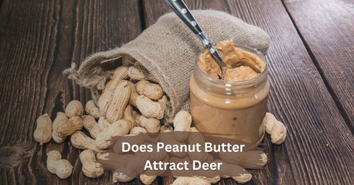 Does Peanut Butter Attract Deer