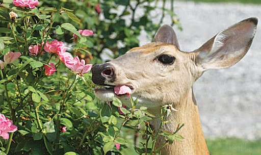 Plants That Deer Like To Eat