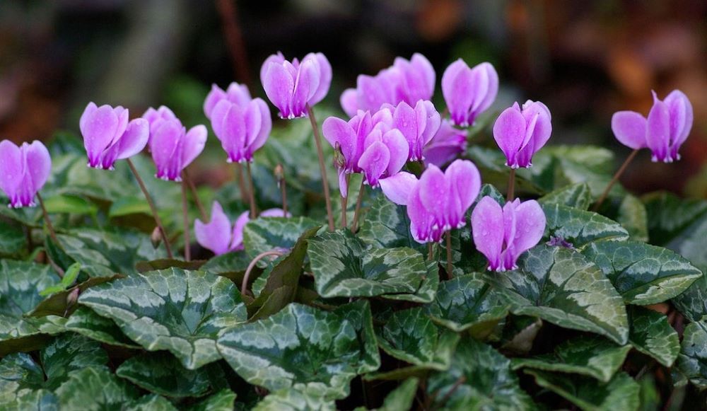 What Is Cyclamen Hederifolium