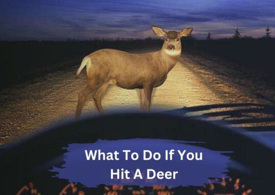 What To Do If You Hit A Deer