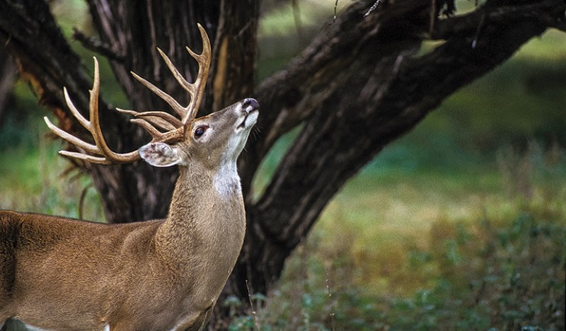 deer sense of smell