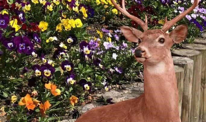 deer with pansies