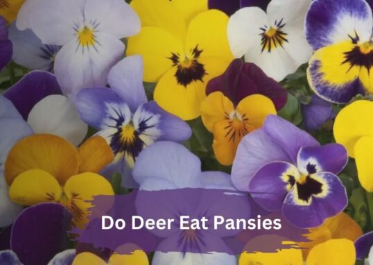 do deer eat pansies