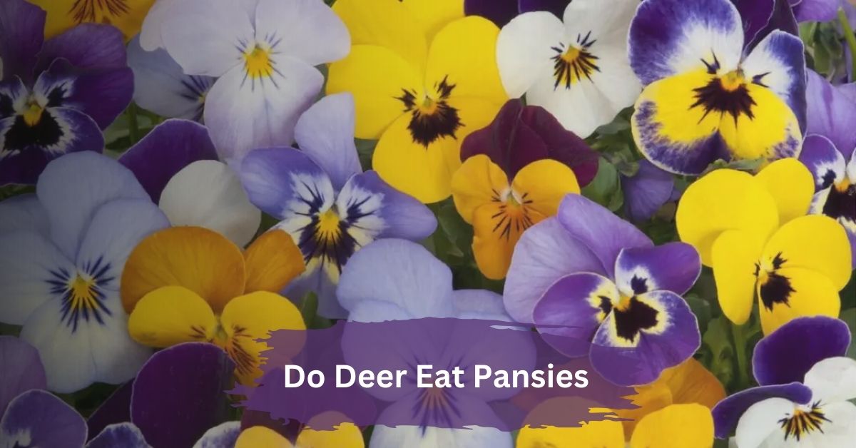 do deer eat pansies