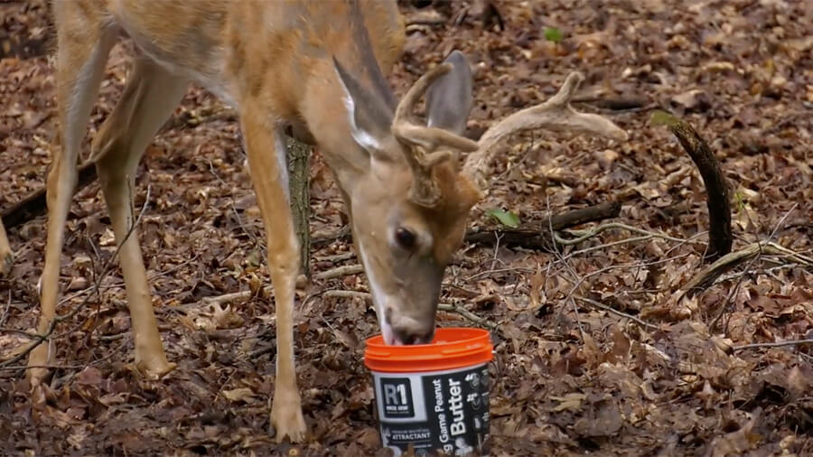 do deer enjoy peanut butter