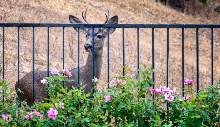 fence for gardens